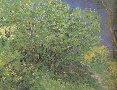 Lilacs (nn04), Vincent Van Gogh